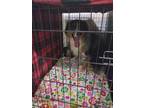 Henry Australian Shepherd Adult Male