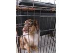 Freddy Australian Shepherd Adult Male