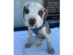 Chase Puppy Male