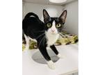 Mac Salad Domestic Shorthair Kitten Female