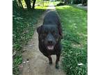 Moe Rottweiler Adult Male