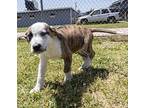 Zuma Puppy Male