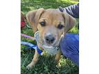 Maxwell Monica Labrador Retriever Puppy Male