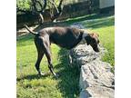 Arrow German Shorthaired Pointer Adult Male