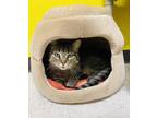 Ripley Domestic Shorthair Young Female