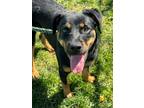 Brandy Miniature Pinscher Adult Female