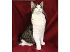 Sentra Domestic Shorthair Adult Female
