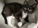 Spider Man Domestic Shorthair Kitten Male