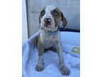 Pearl Puppy Female