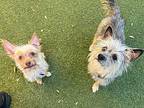 Flounder Yorkie, Yorkshire Terrier Adult Female