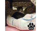 FC-Starsky, Hutch & Sheba Domestic Shorthair Senior Male