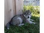 Jacob Husky Puppy Male