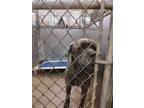 Magpie Mastiff Adult Female