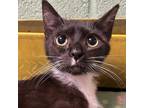Mary Jane Domestic Shorthair Kitten Female