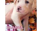 Blanca Great Pyrenees Female