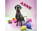 Anne Great Dane Adult Female