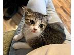 Petey Domestic Shorthair Kitten Male