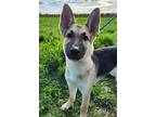 Harmony Bear Shepherd (Unknown Type) Puppy Male