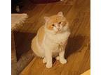 Randy needs kitty friend Maine Coon Adult Male