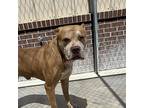 Chewbacca Cane Corso Senior Male