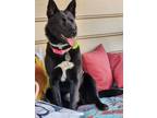 Adopt BeeDee a Chow Chow, Belgian Shepherd / Malinois
