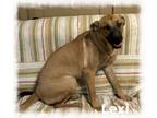 Adopt Lexi a Hound, Boxer