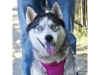 Adopt LUNA a Husky