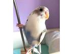 Adopt Jiro a Budgie / Budgerigar