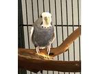 Adopt Prism a Budgie / Budgerigar