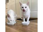 Adopt Cherry a Domestic Short Hair