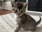 Kittens