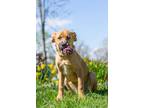 Adopt Pebbles a Boxer, German Shepherd Dog