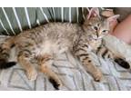 Adopt Bella a Tabby, Domestic Short Hair
