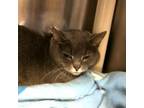 Adopt Fontina Arundel (Declawed) a Domestic Short Hair