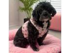 Adopt Vivian a Poodle