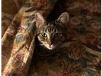 Adopt Susie-Q a Domestic Short Hair, Tabby