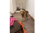Adopt Golden Girlie a Goldendoodle