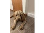 Adopt Precious a Goldendoodle