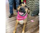Adopt Frankie Sue a Shepherd, Mountain Cur