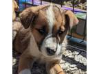 Adopt Ciabatta a Mixed Breed