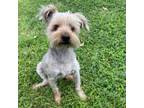 Adopt Cosmo a Terrier
