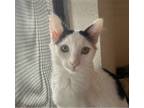 Adopt Seth a Turkish Van, Domestic Short Hair