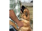 Adopt Teddy a Anatolian Shepherd, Mixed Breed