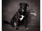 Adopt Captain a Black Labrador Retriever, Collie