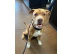 Adopt Troy a Pit Bull Terrier, Wirehaired Terrier