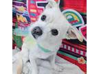 Adopt Joey a Wire Fox Terrier, Dachshund