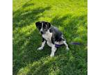 Adopt Chester a Hound, Mixed Breed