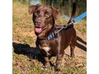 Adopt Napoleon 04-2622 a Dachshund, Chocolate Labrador Retriever