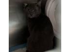 Adopt Limon a Domestic Short Hair