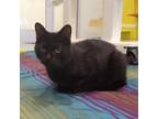 Adopt Kooky Kat a Domestic Short Hair